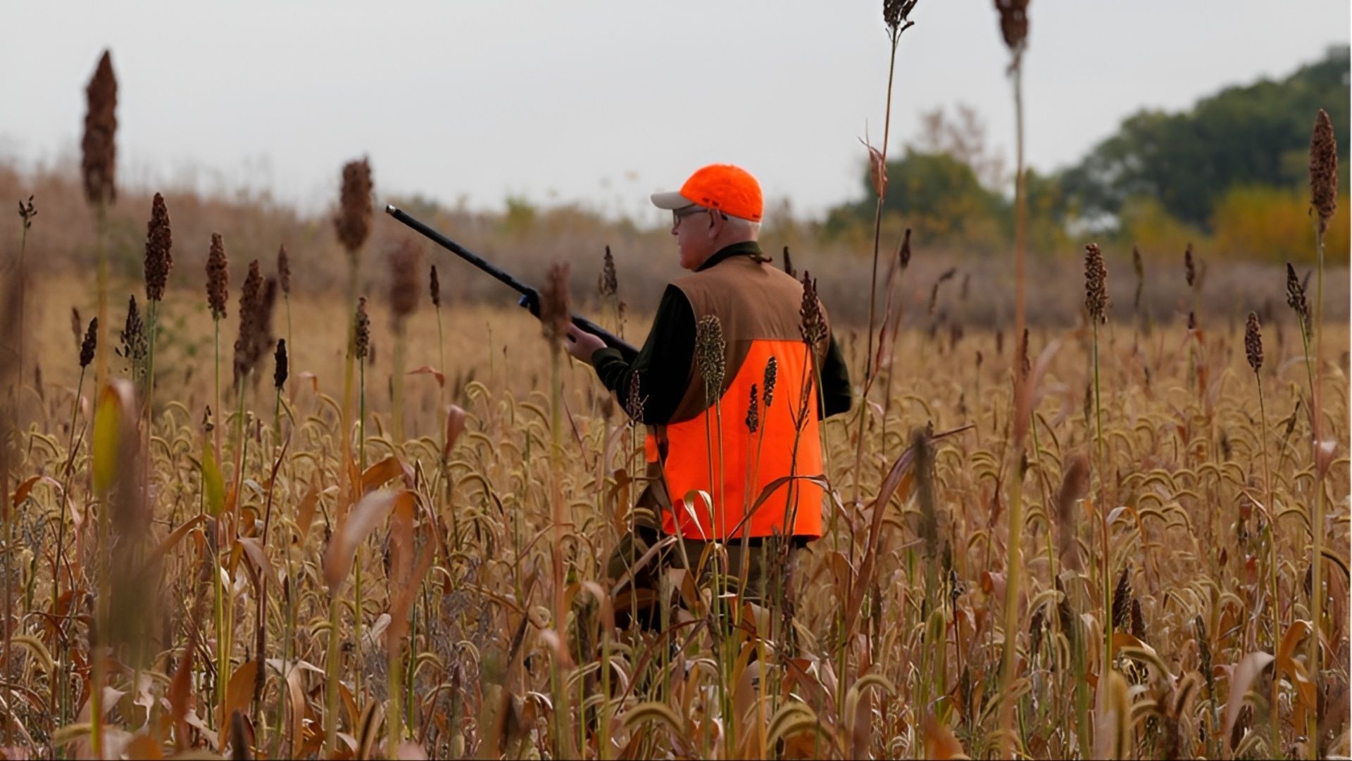 Walz seen in the tall grass at the pheasant hunting opening day (Image via @Tim_Walz/X)