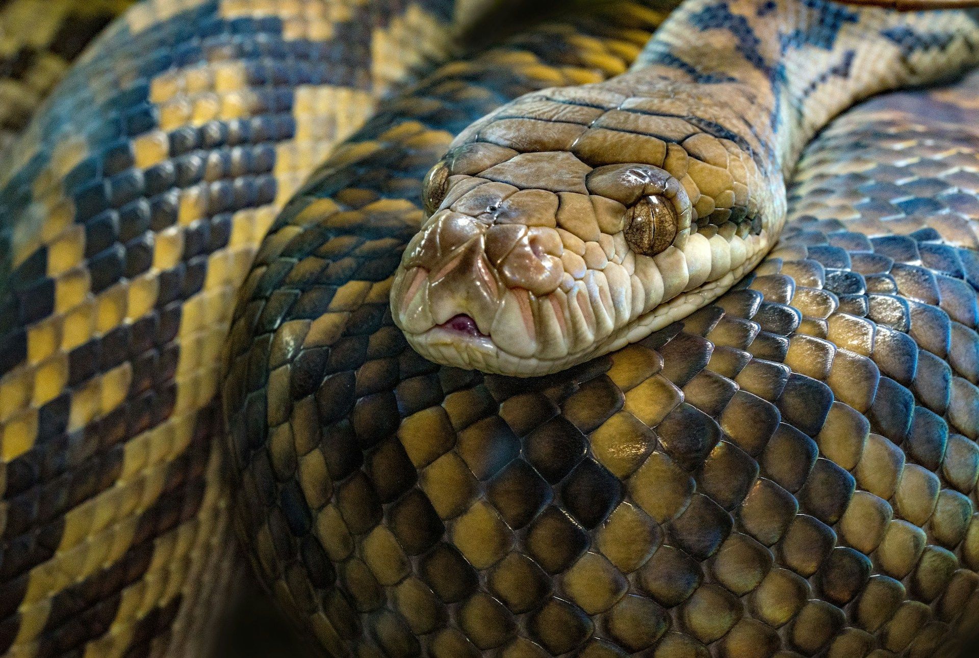 A new snake species discovered in the Himalayas is named after Leonardo Dicaprio