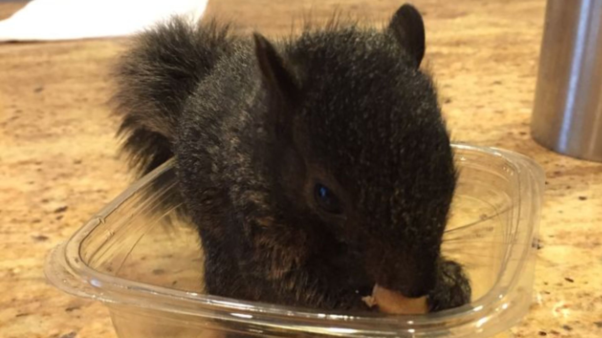 Peanut the squirrel (Image via Instagram/peanut_the_squirrel12)