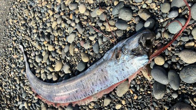 Why are Oarfish called the Doomsday Fish? Meaning explored as the ...