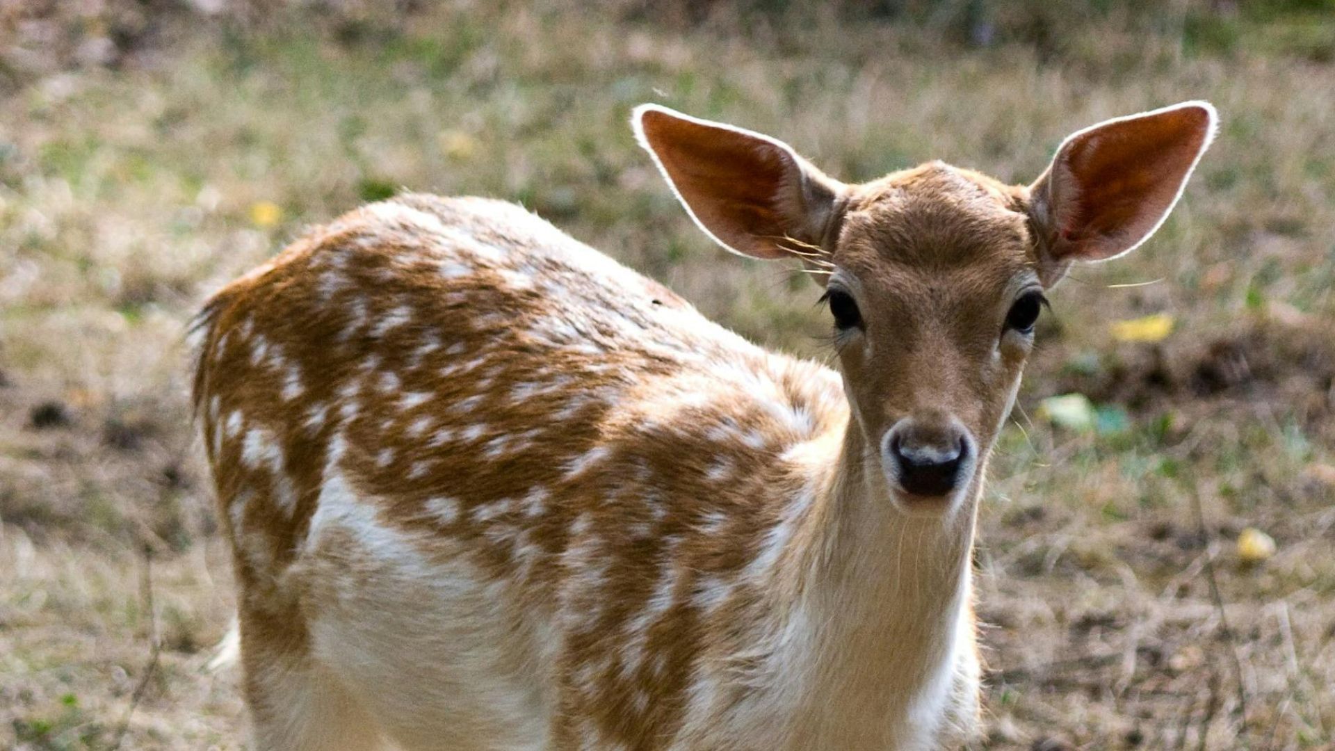 A deer (Image via Pexels/Pixabay)