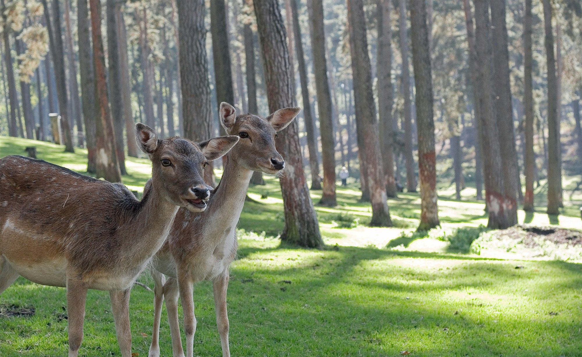 Deer picture via Andreas on Unsplash 