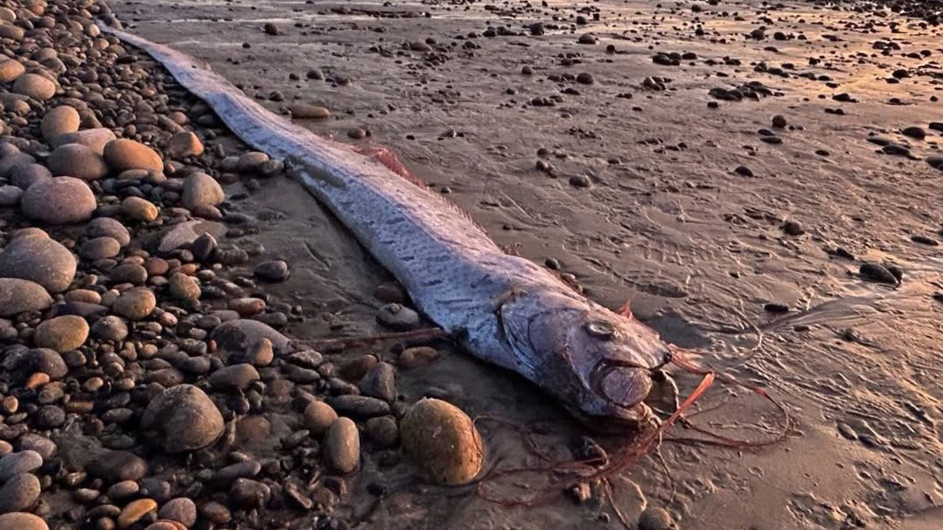 Oarfish (Image via Facebook/ Scripps Institution of Oceanography)