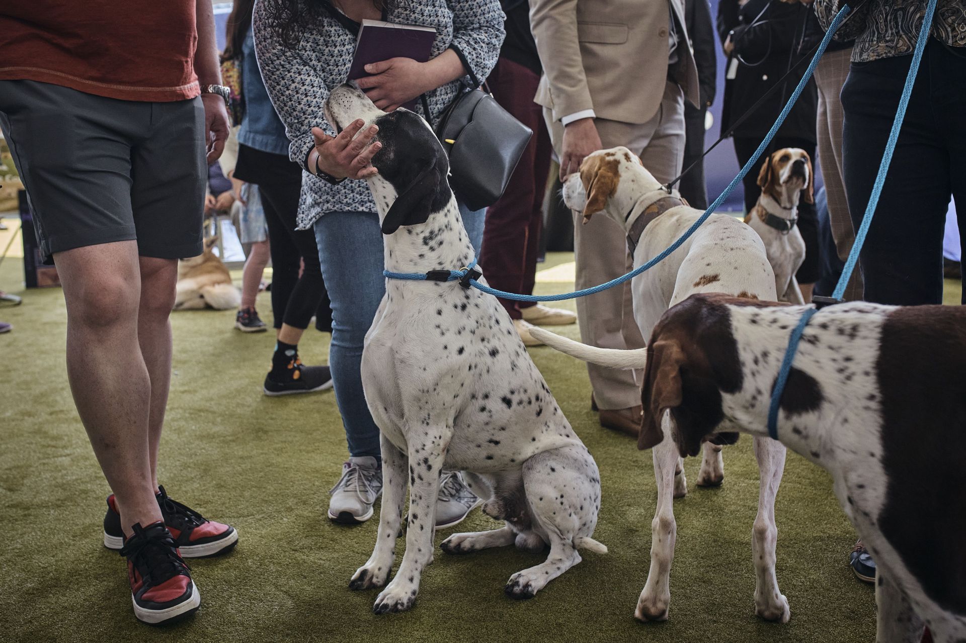 Westminster Kennel Club Host Its Annual Dog Show - Source: Getty