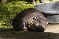 Pygmy Hippo Moo Deng Continues To Delight People - Source: Getty