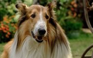 Lassie (1994) | Image Source: Paramount Pictures