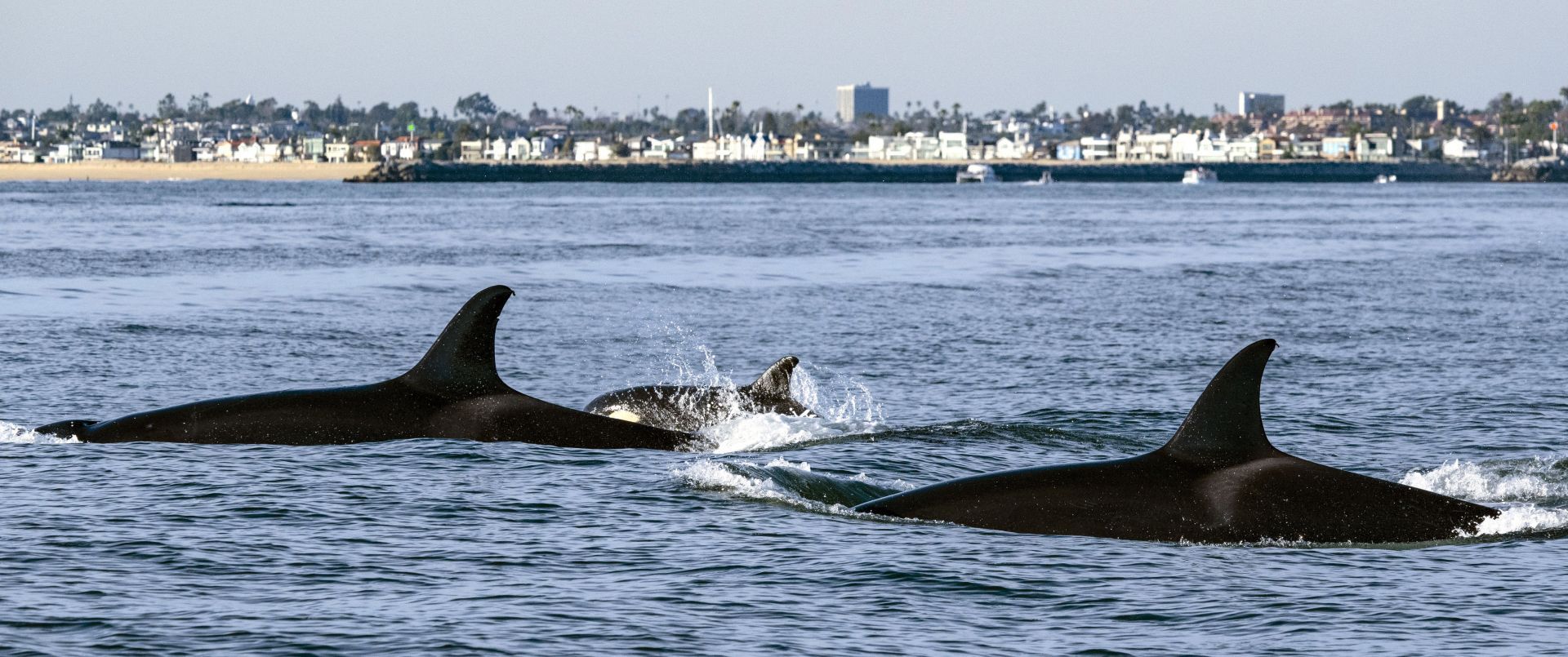 A pod of killer whales (Image via Getty)