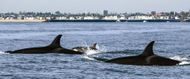 A pod of killer whales (Image via Getty)