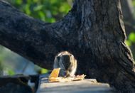 A Squirrel Eats Food - Source: Getty