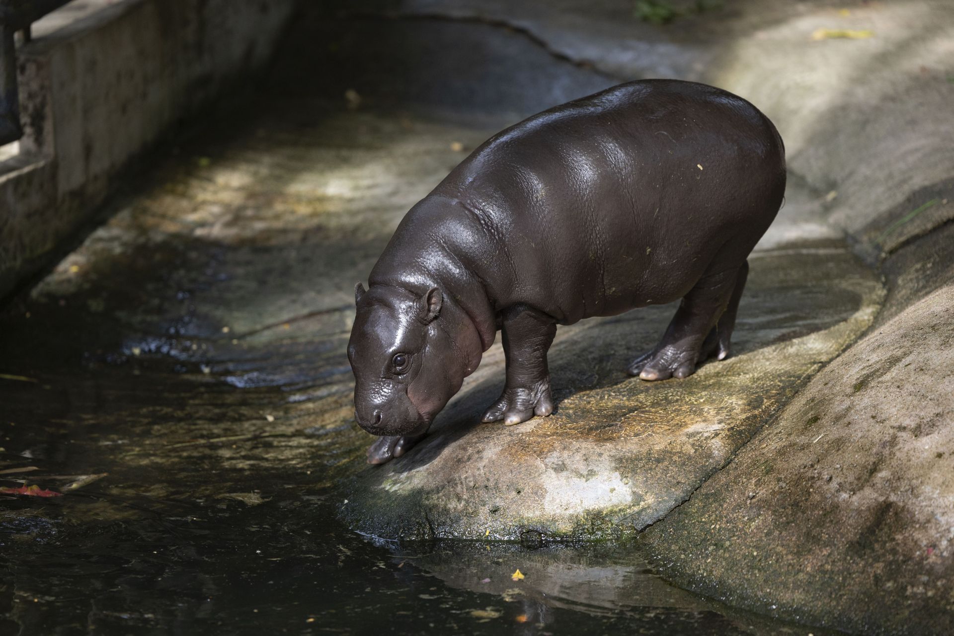 Pygmy Hippo Moo Deng Continues To Delight People - Source: Getty