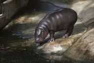 Pygmy Hippo Moo Deng Continues To Delight People - Source: Getty