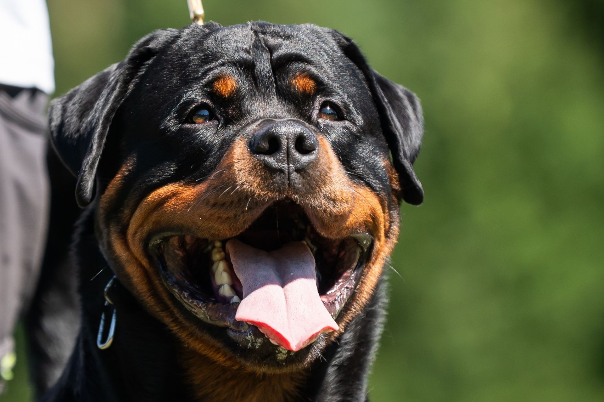 Rottweiler - Source: Getty