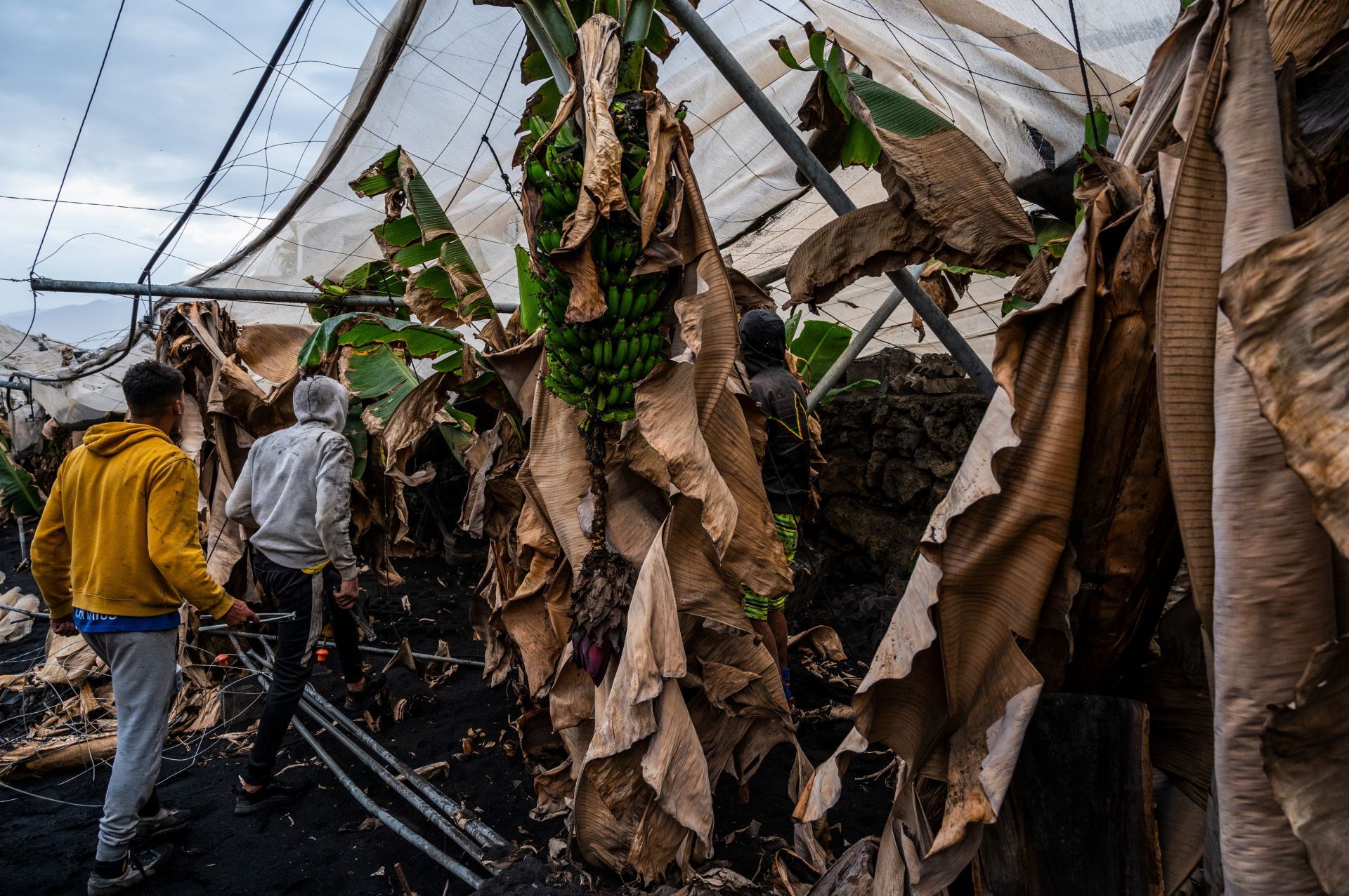 Banana Plantations Still Covered In Ash From Cumbre Vieja Volcano - Source: Getty