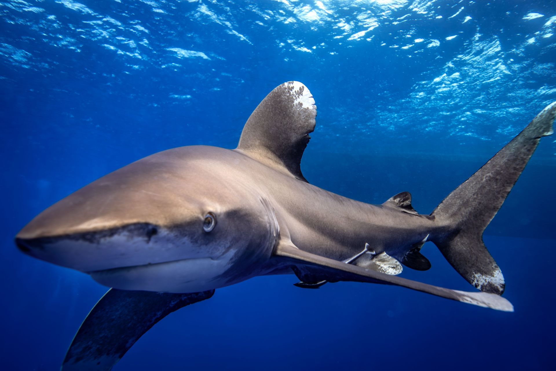 Endangered by extinction whitetip reef sharks and long-nosed spinner dolphins of Red Sea - Source: Getty