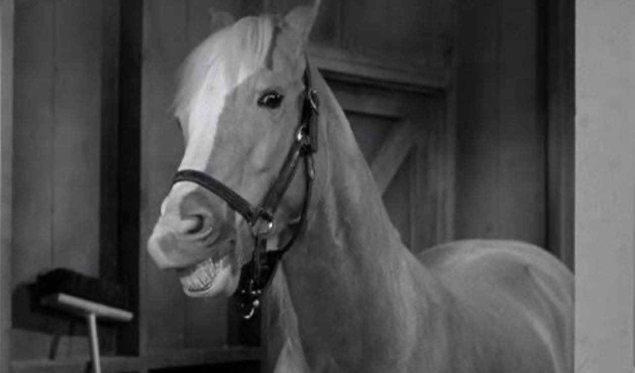 Mister Ed | Image Source: Shout! Studios via YouTube