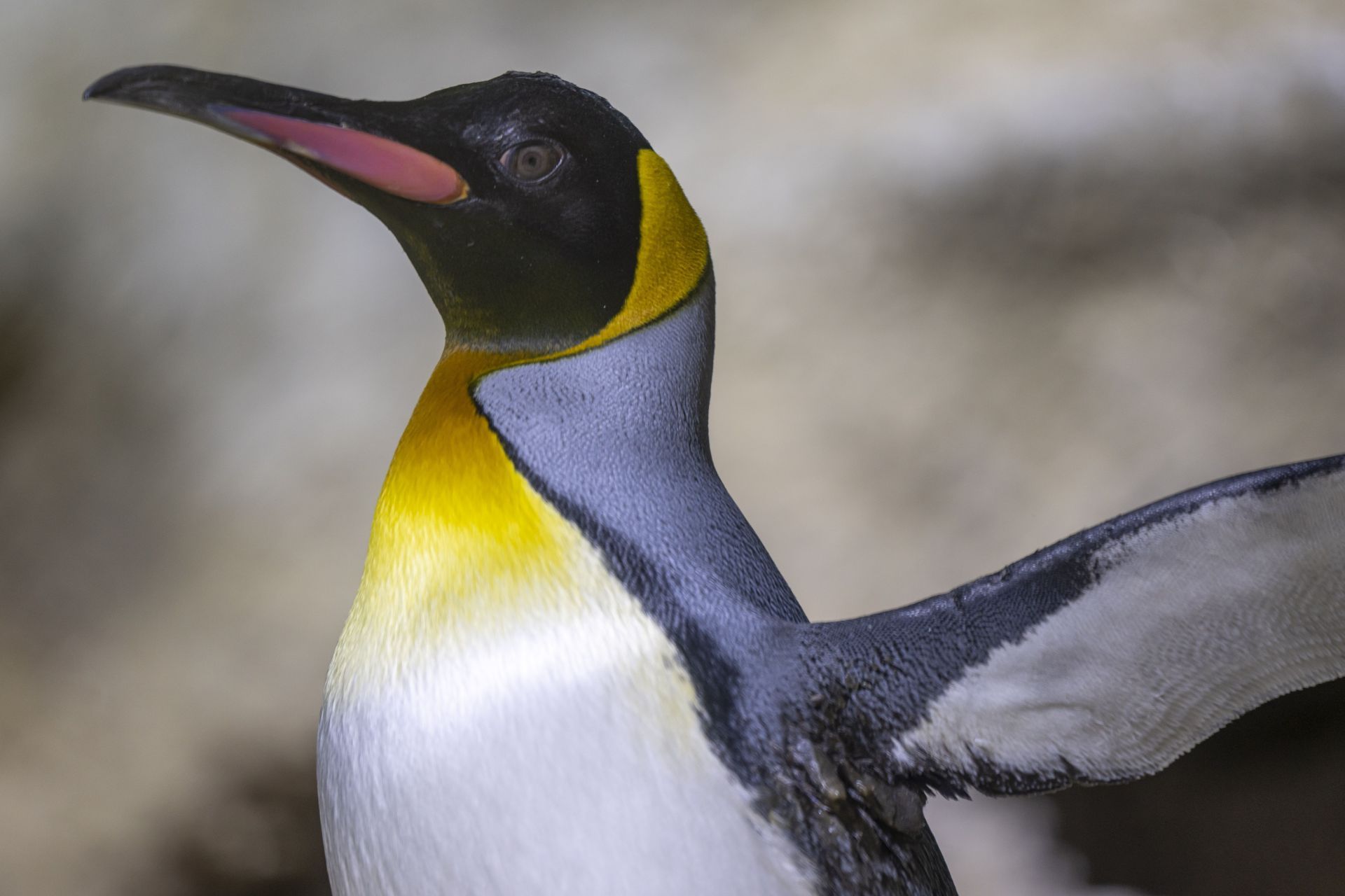 Hellabrunn Zoo - Source: Getty