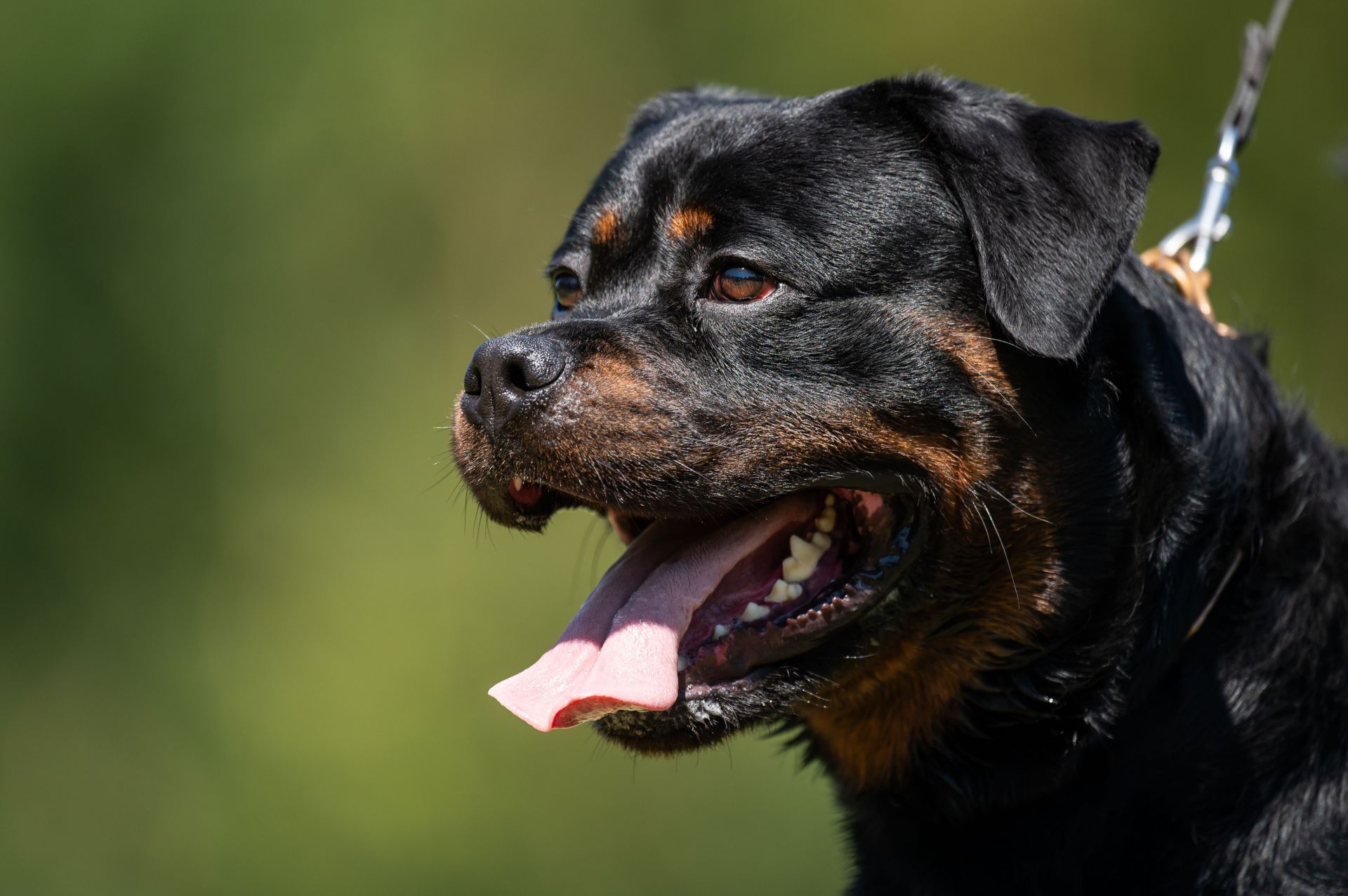 Rottweiler - Source: Getty