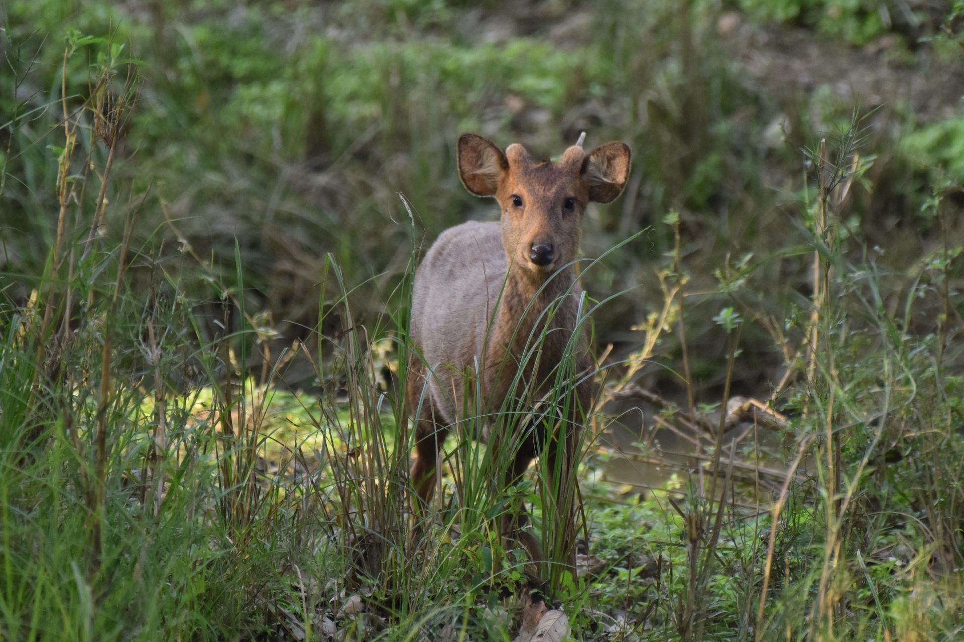 India Wildlife - Source: Getty