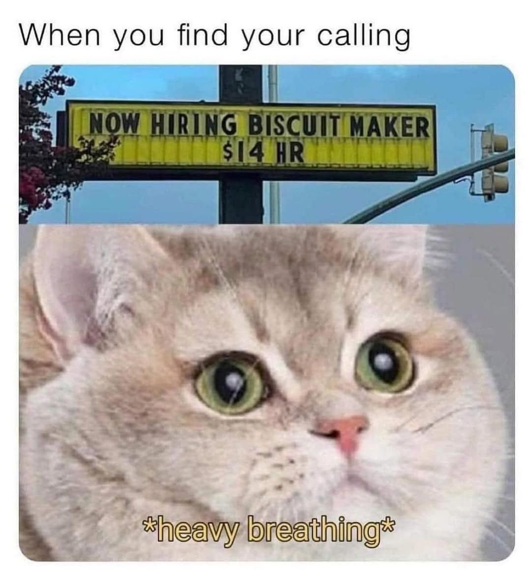 Cat Memes