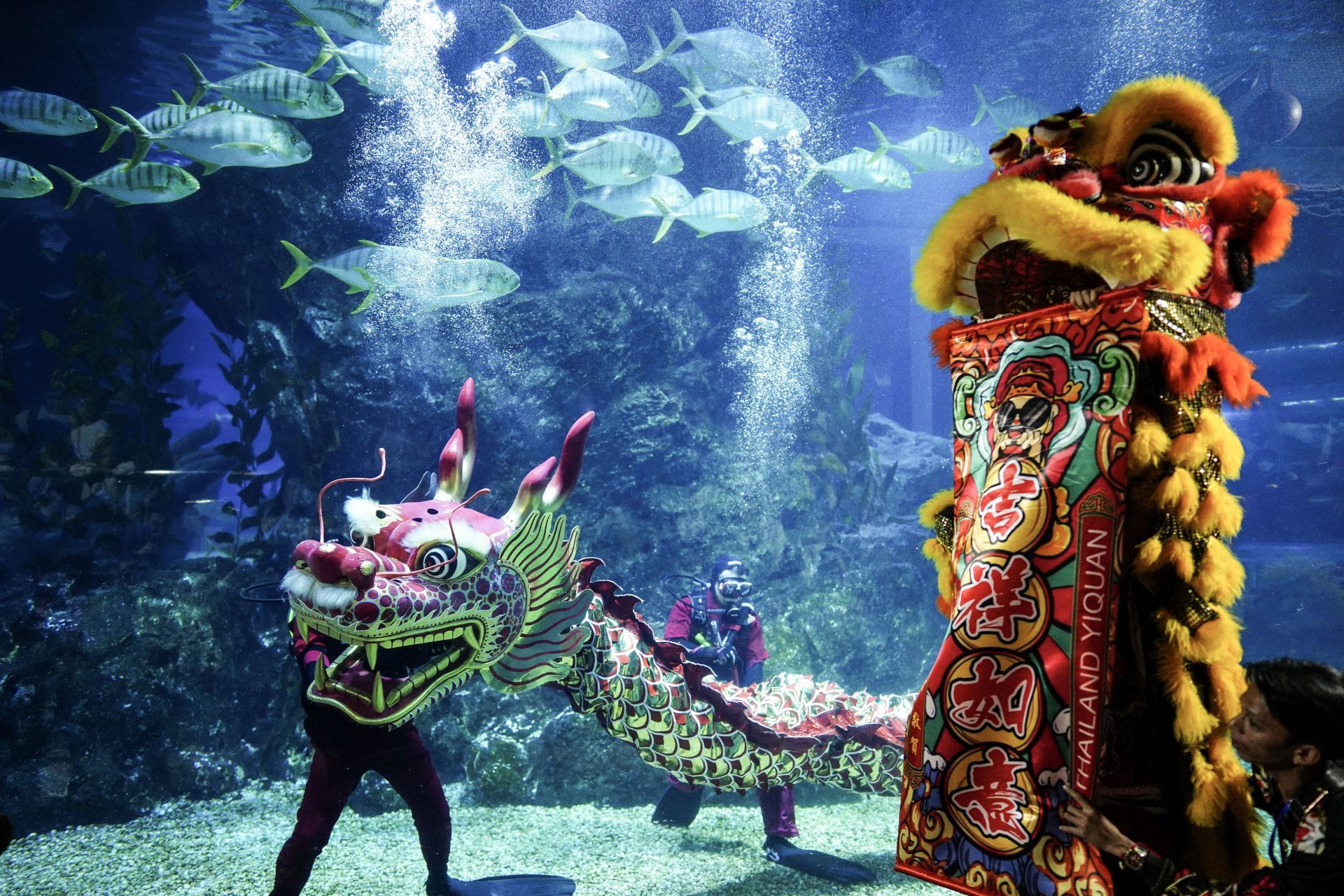 Underwater Dragon Dance Performance To Celebrate The Lunar New Year. - Source: Getty