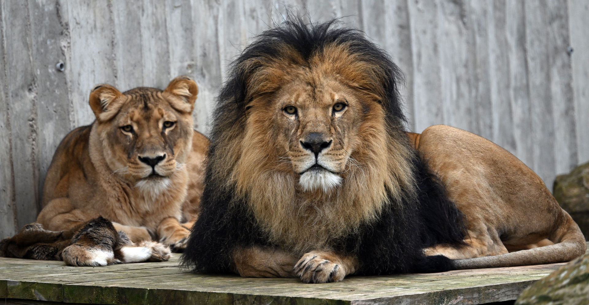 Thuringian Zoo Park Erfurt - Source: Getty