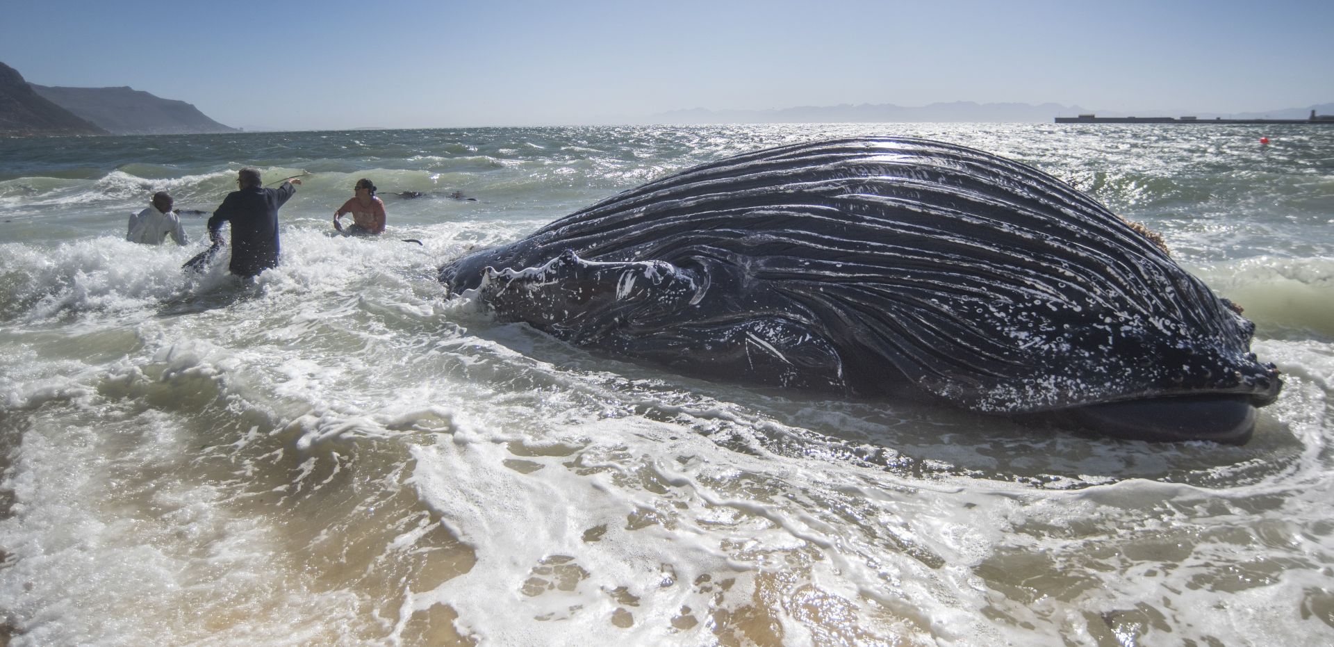 Humpback Whale Breached At Long Beach In South Africa - Source: Getty