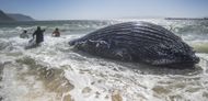 Humpback Whale Breached At Long Beach In South Africa - Source: Getty
