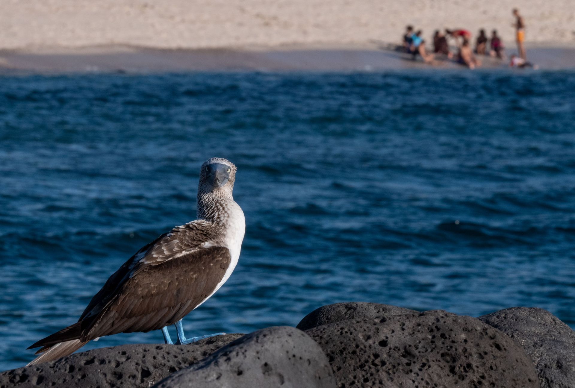 Blue-Footed Booby in Galapagos (Image via Getty / Chris J Ratcliffe)