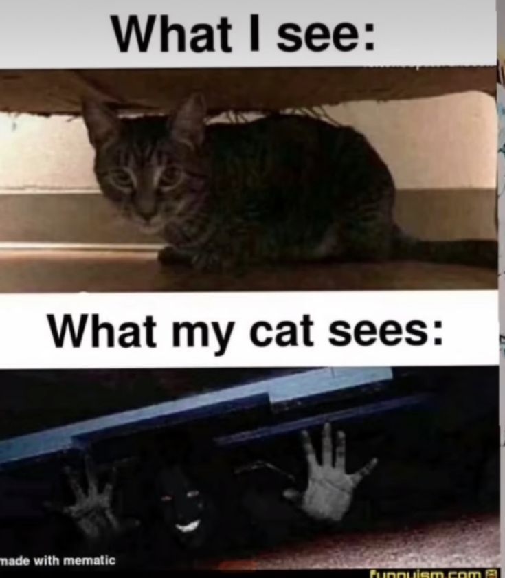 Cat Memes