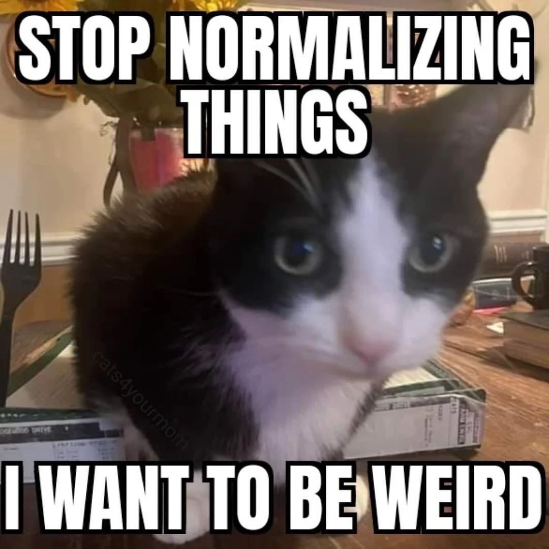 Cat Memes