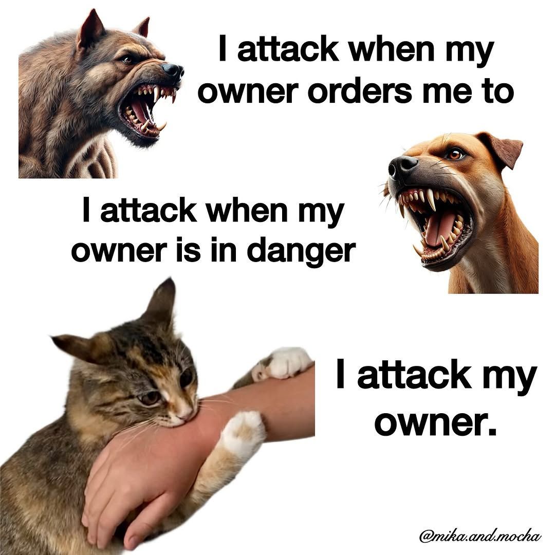 Cat Memes