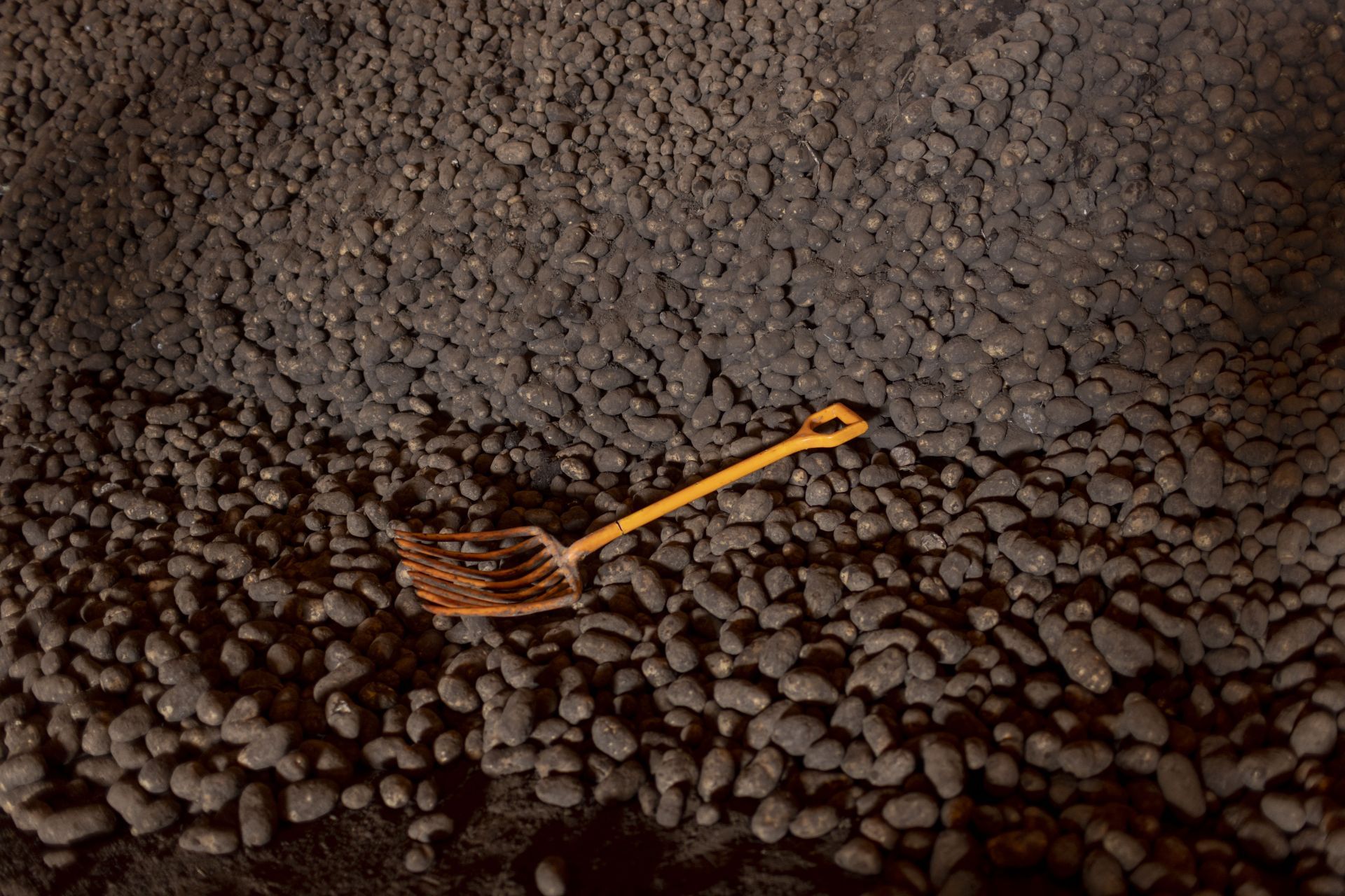 Idaho Farmer Sorts Last Year&#039;s Potatoes Harvest - Source: Getty