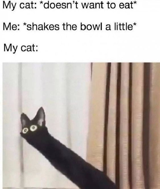 Cat Memes