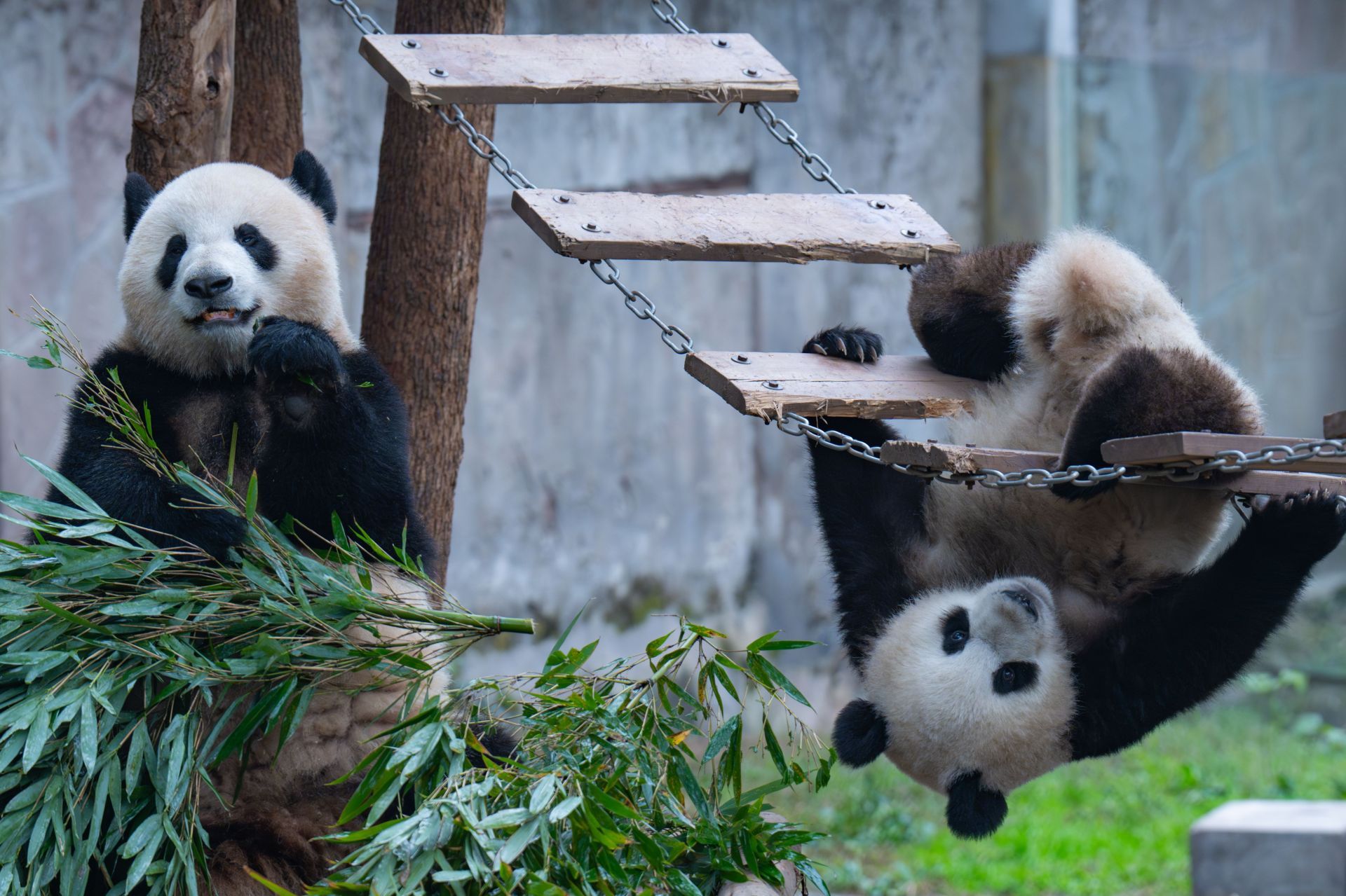 Giant Pandas in Chongqing Zoo - Source: Getty