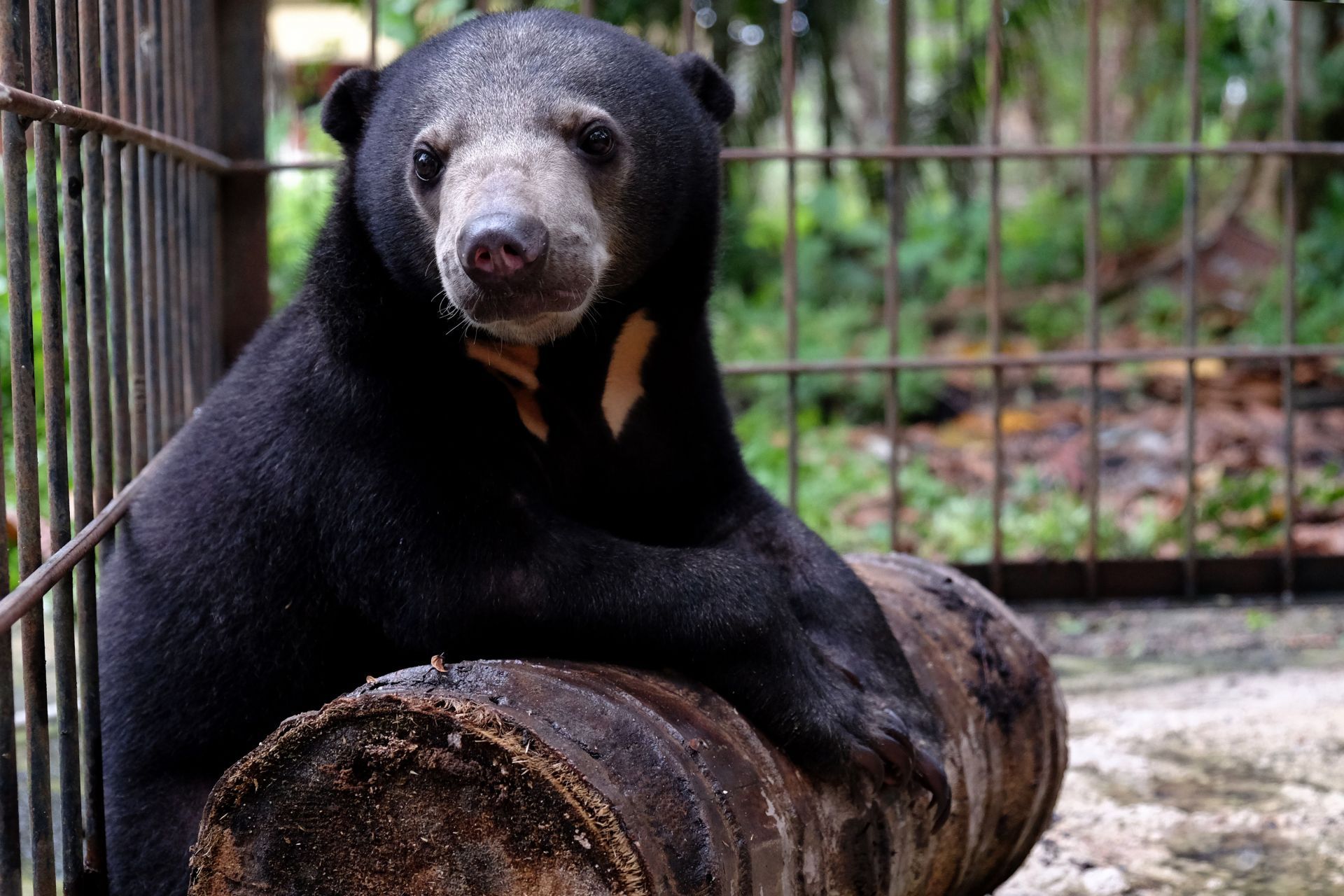 Indonesia Sun Bear handed over to Natural Resources and Conservation Agency in Pekanbaru - Source: Getty