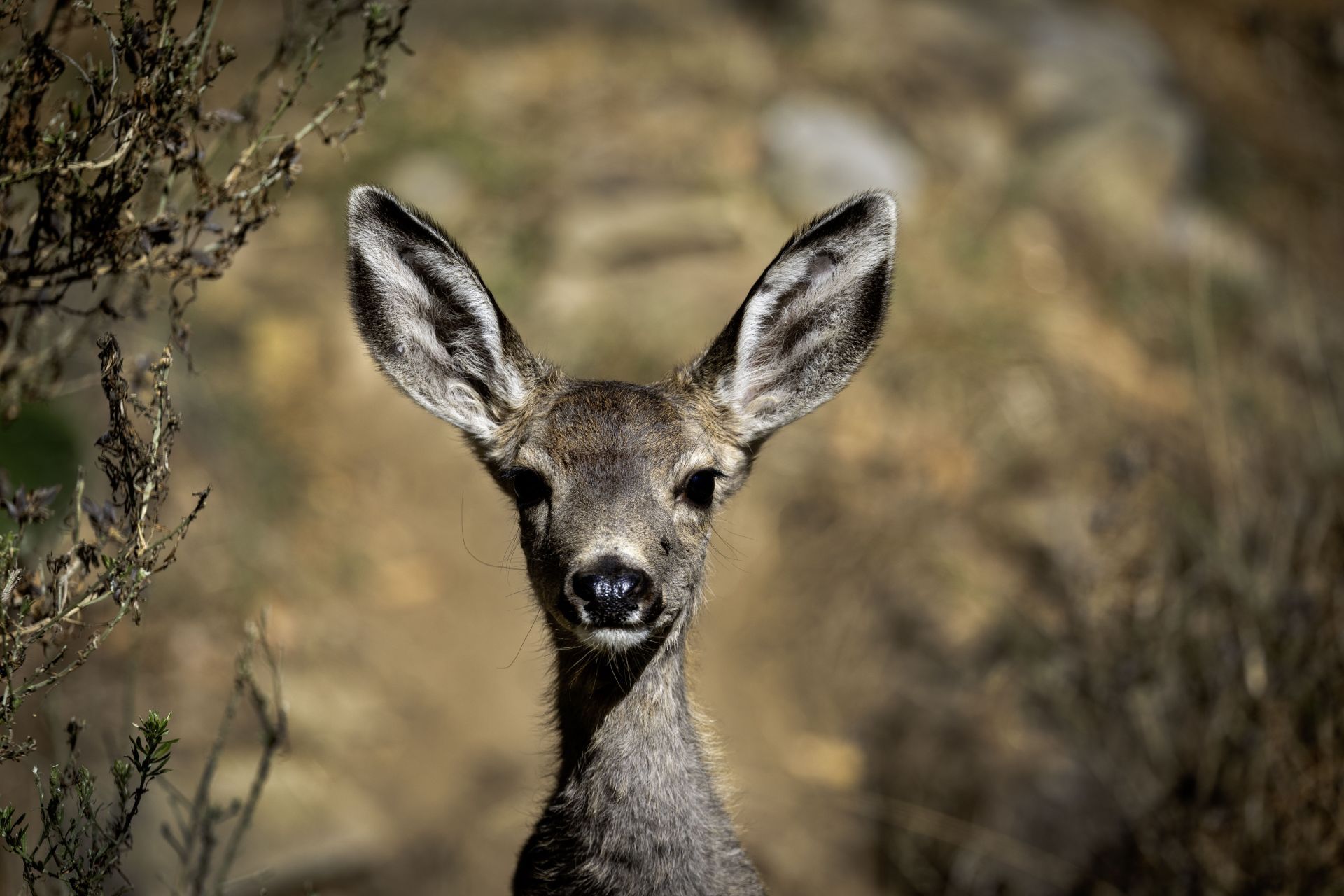 Mule deer on Catalina Island - Source: Getty