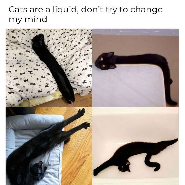 Cat Memes