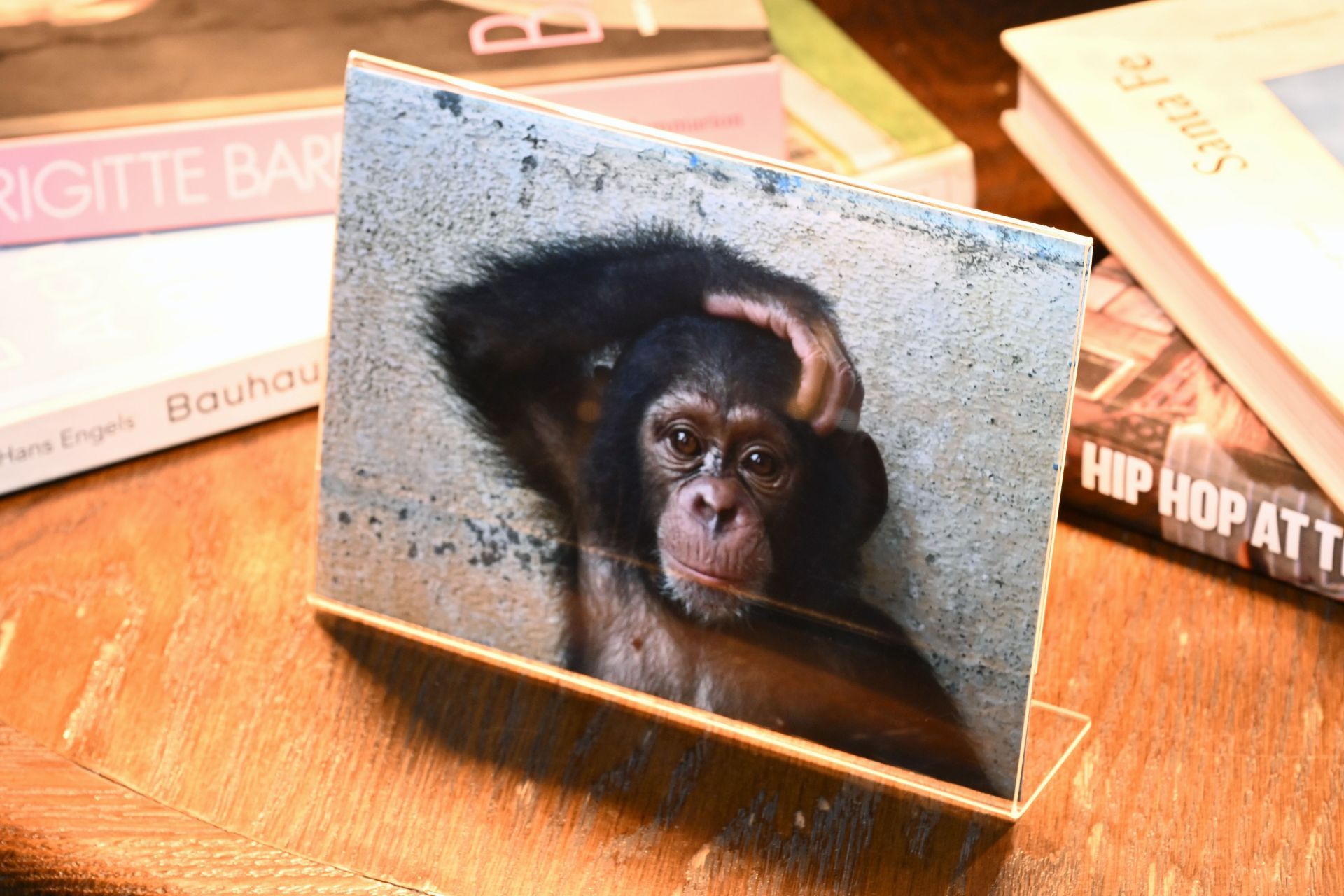 Liberia Chimpanzee Rescue &amp; Protection (LCRP) Reception - Source: Getty