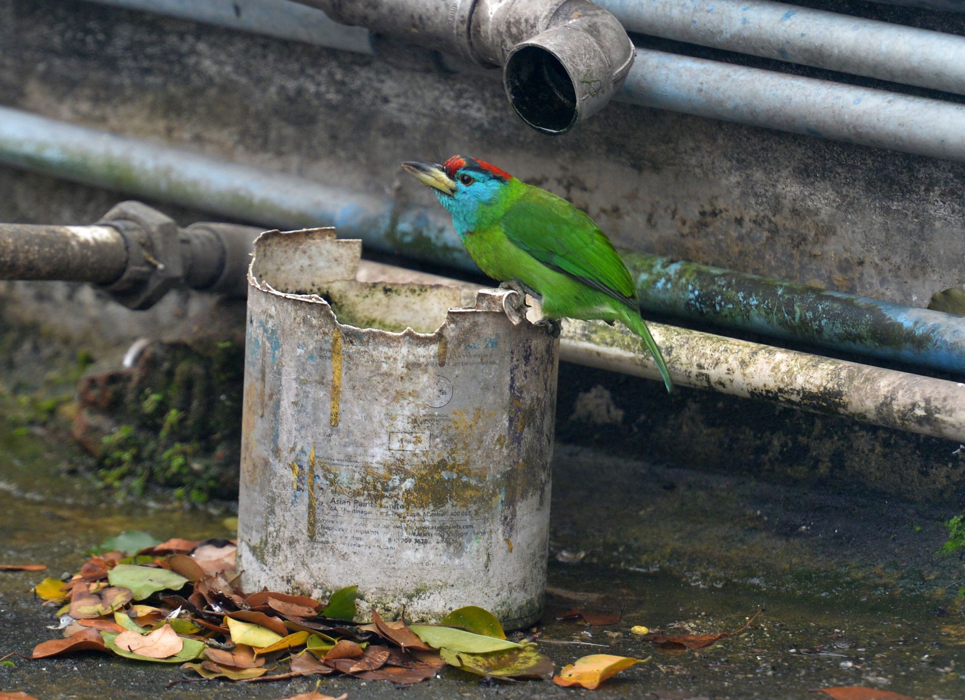 Blue Throated Barbet Bird - Source: Getty