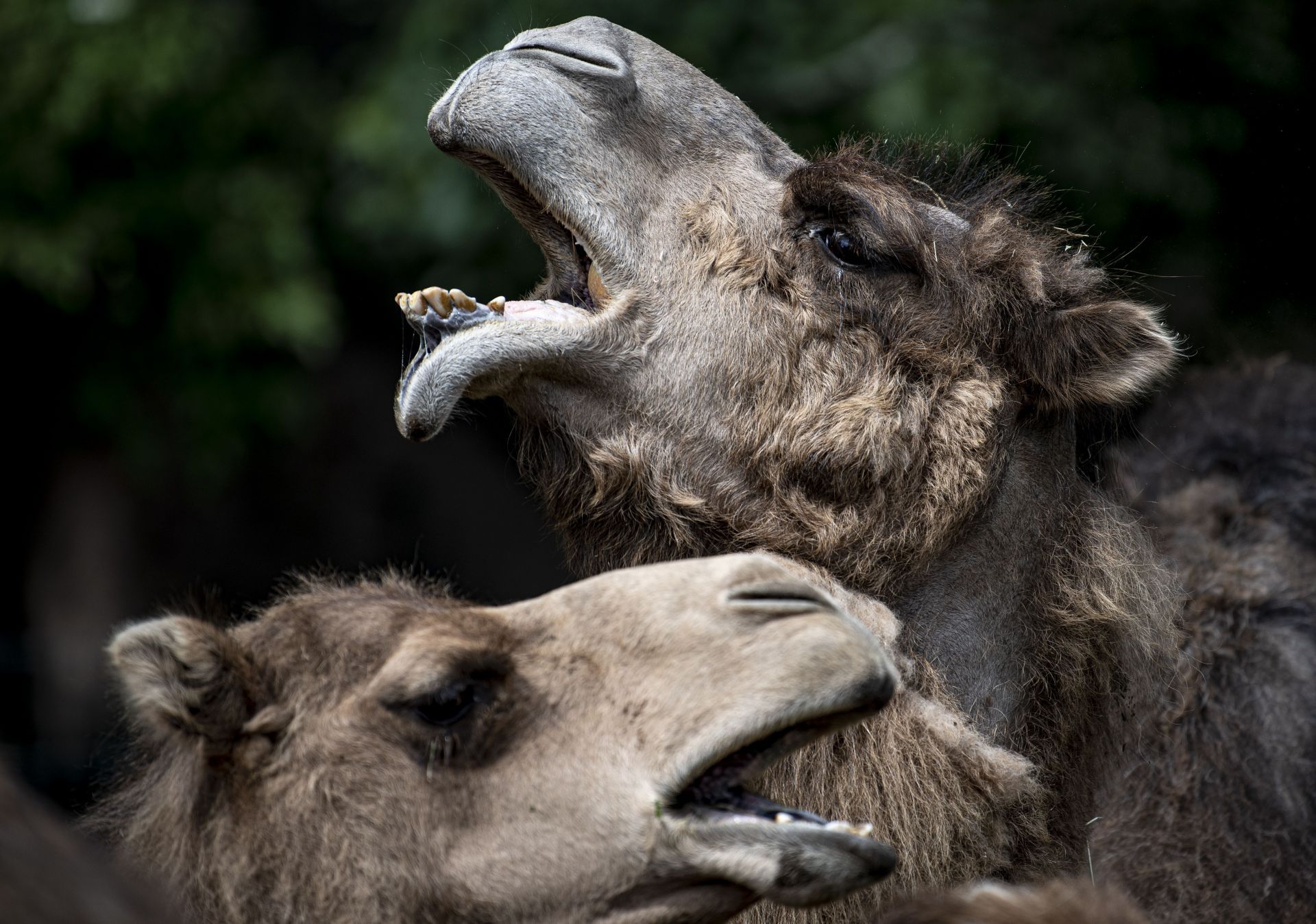 Tierpark Berlin turns 65... - Source: Getty