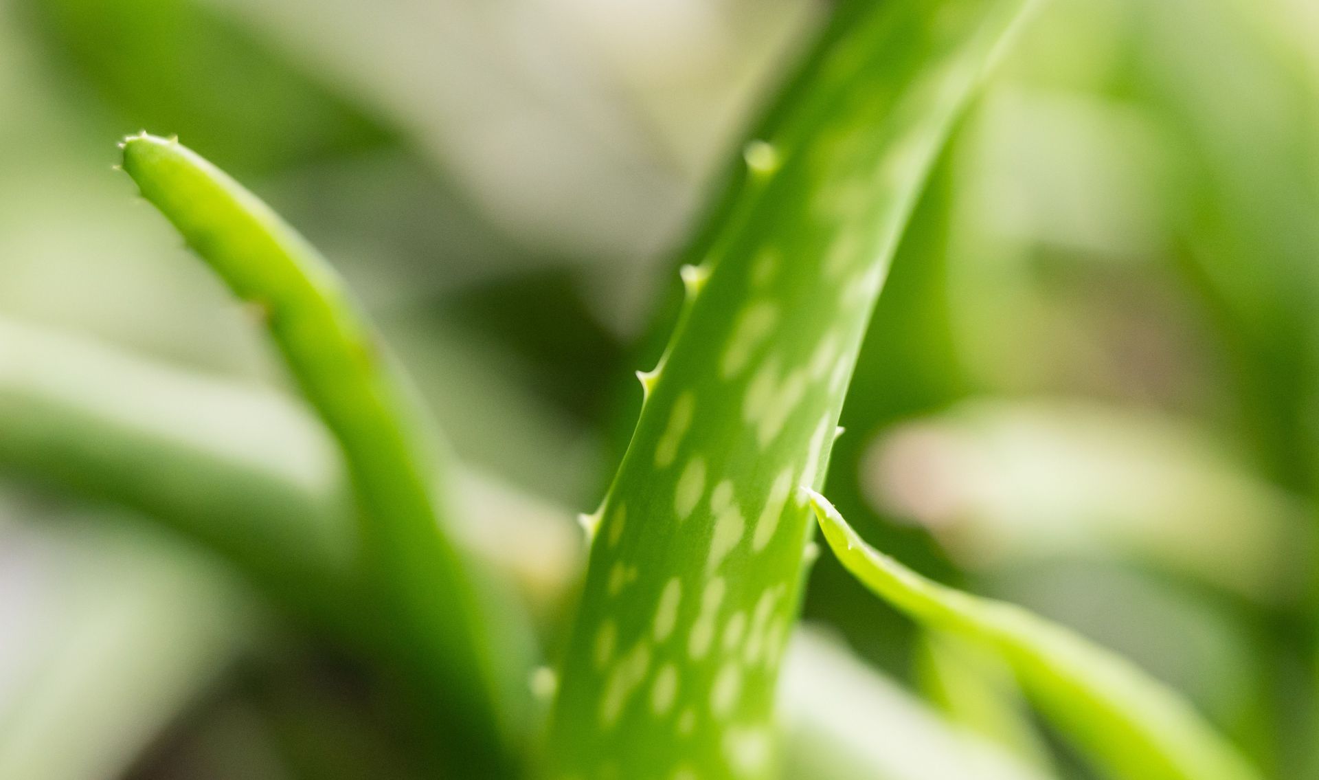 Aloe vera plant - Source: Getty