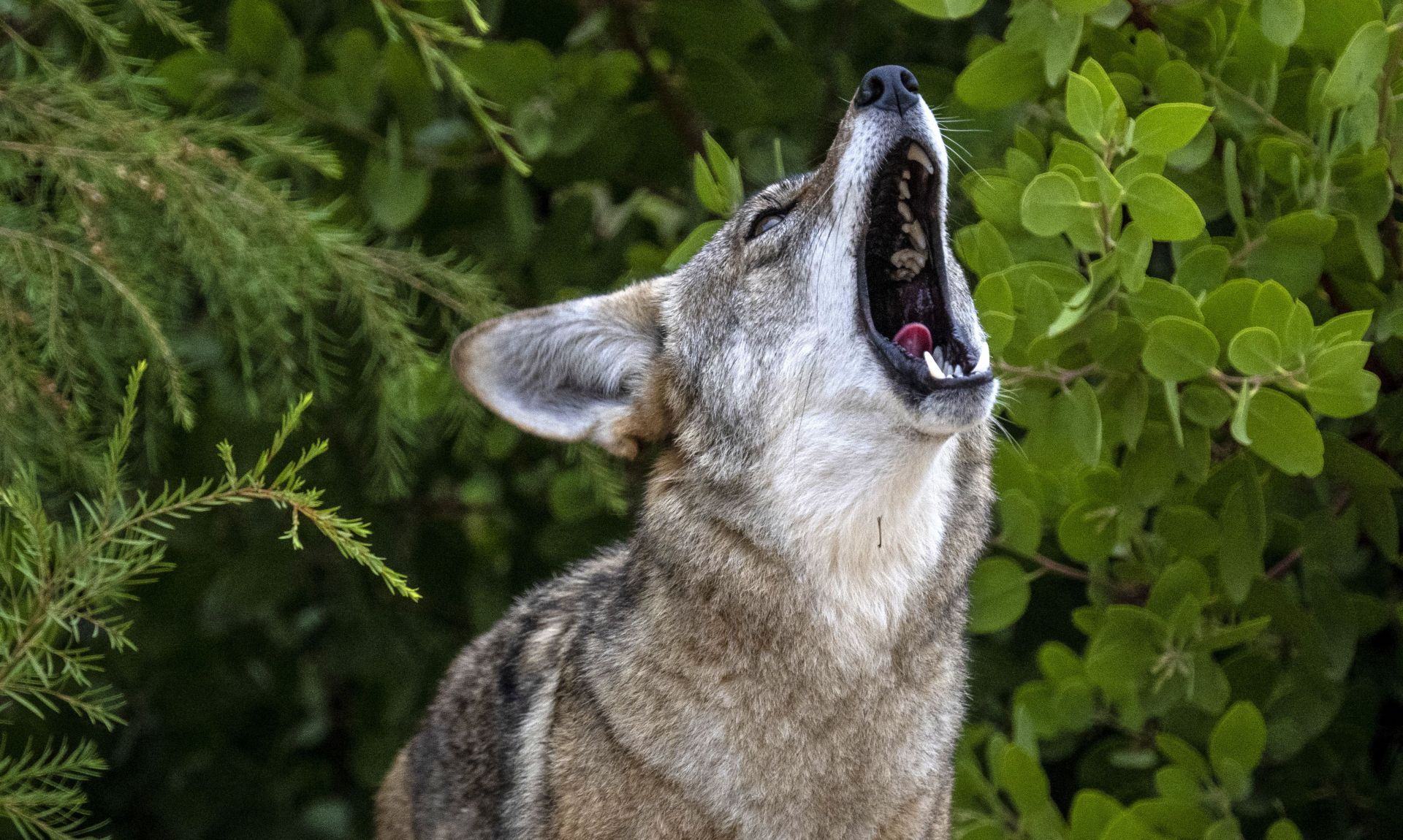 Coyotes make themselves at home along a neighborhood trail - Source: Getty