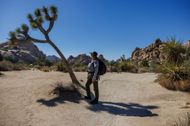Joshua Tree National Park (Image via Getty / Gina Ferazzi / Los Angeles Times)