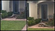 A local resident filmed the alligator on her neighbor's front porch (Image via X/@MattDevittWX & Stacy Thrasher)