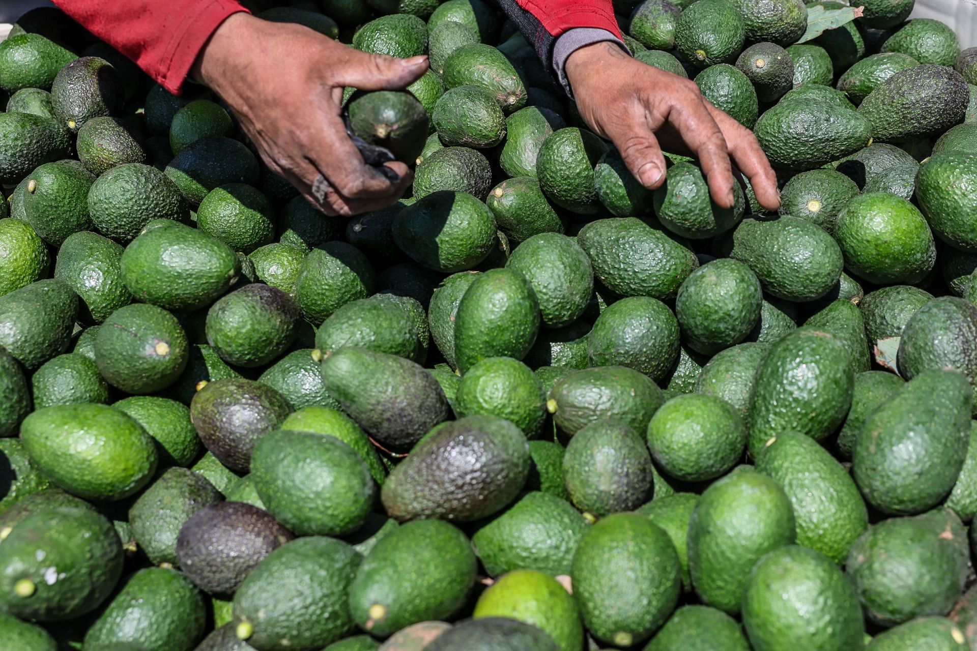 Avocado grower Norman Kachuck advocates for California-grown avocados. - Source: Getty