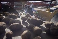 Idaho Farmer Sorts Last Year's Potatoes Harvest - Source: Getty