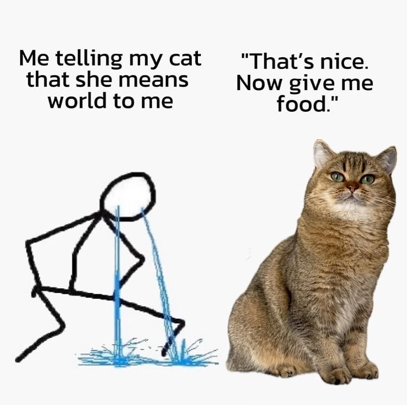 Cat Memes