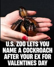 Valentine's Day Memes