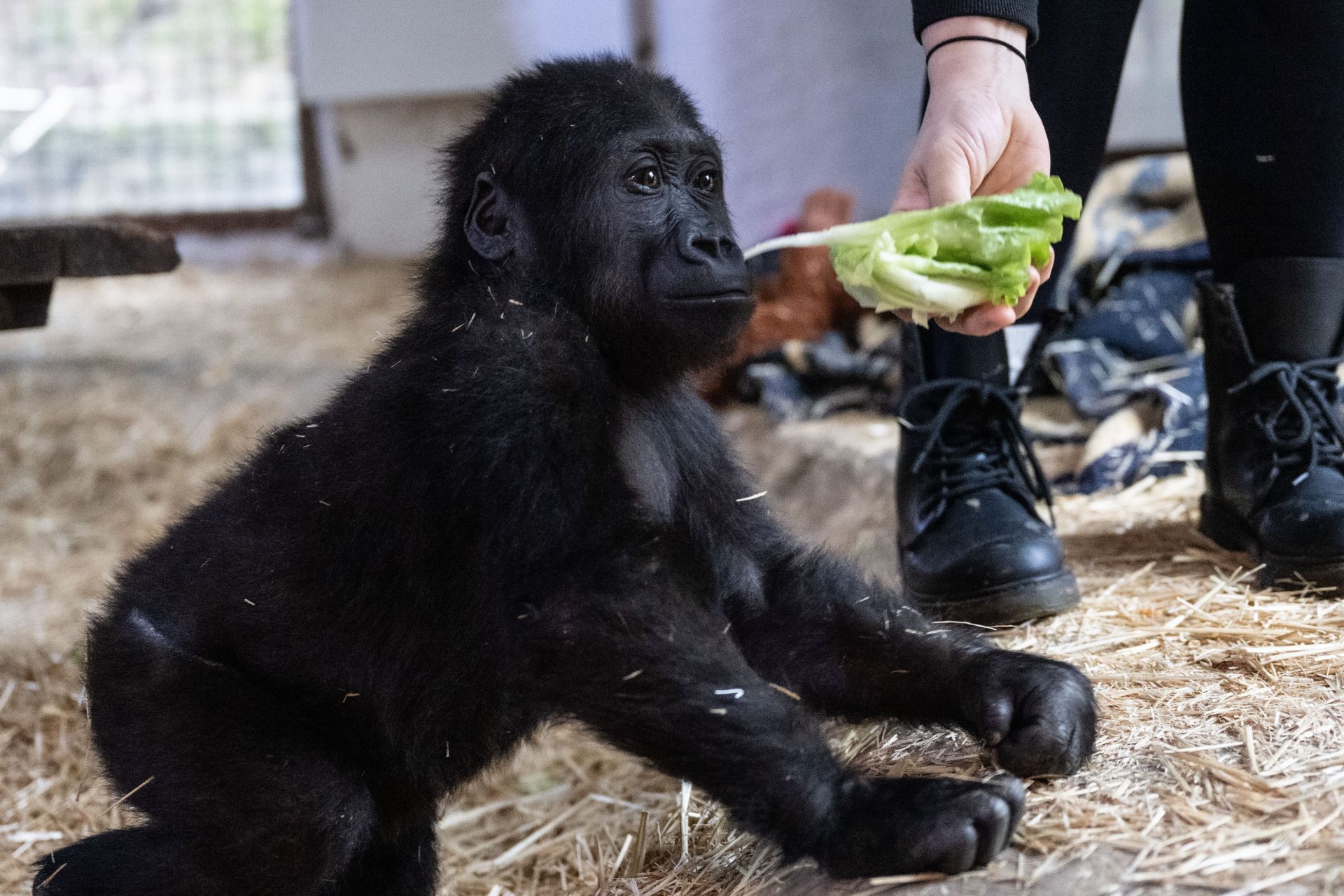 The gorilla cub captured at Istanbul Airport named 