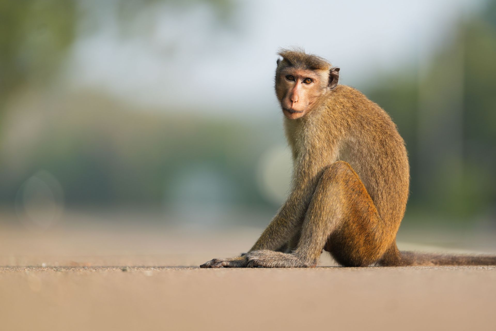 Toque Macaques In Sri Lanka - Source: Getty